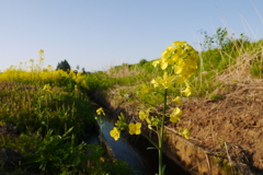 菜の花畑の一輪