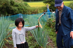 はじめての収穫