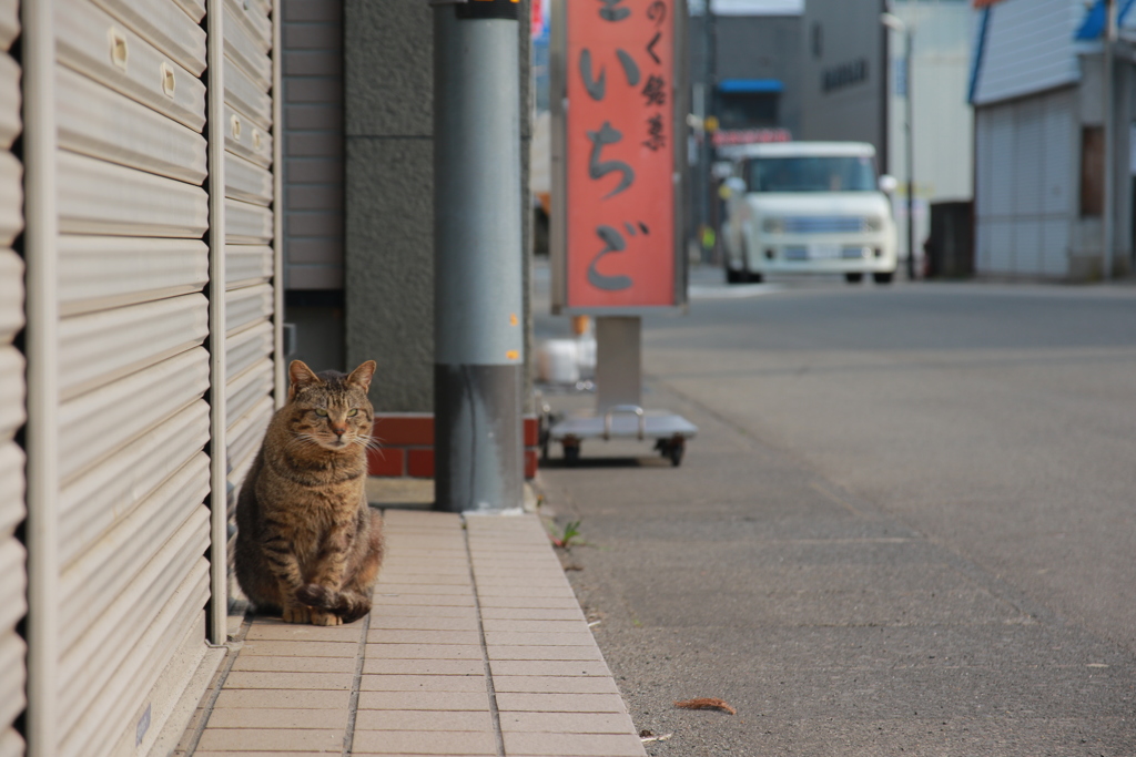 商店街の人気者