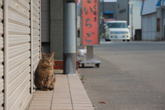 商店街の人気者