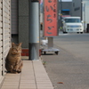 商店街の人気者
