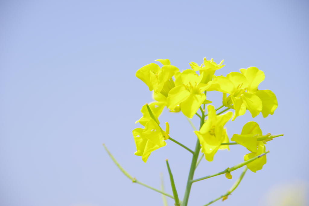 菜の花1