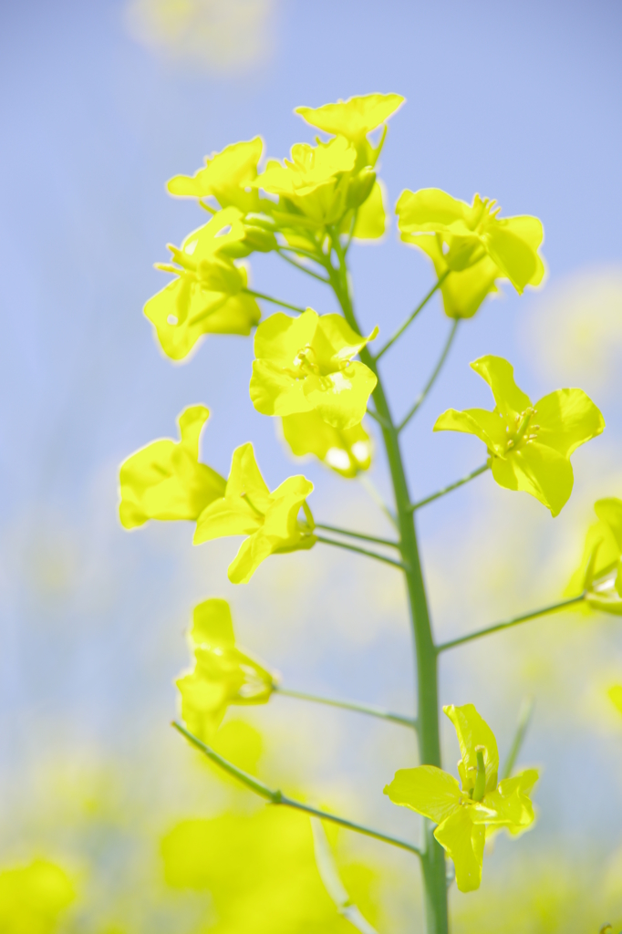 菜の花6