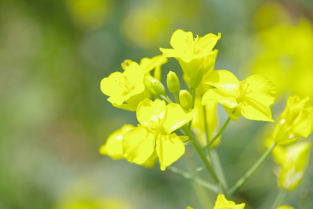 菜の花3