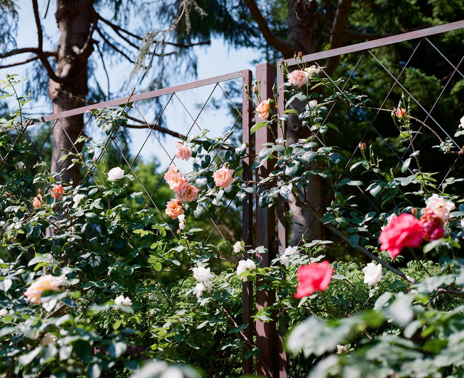 弘前　植物園　バラ園