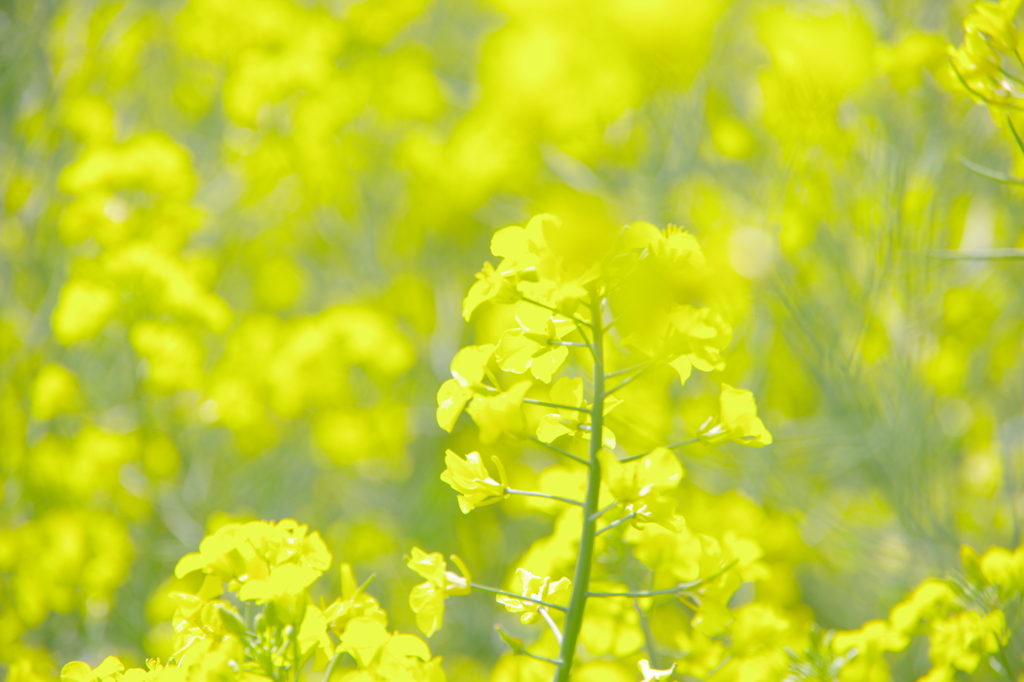 菜の花2