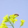 菜の花4