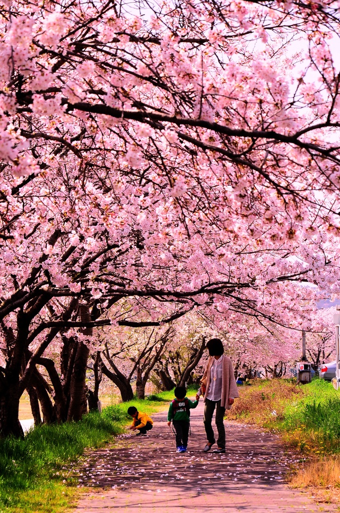 桜
