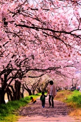 桜