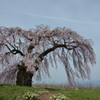 安曇野の桜