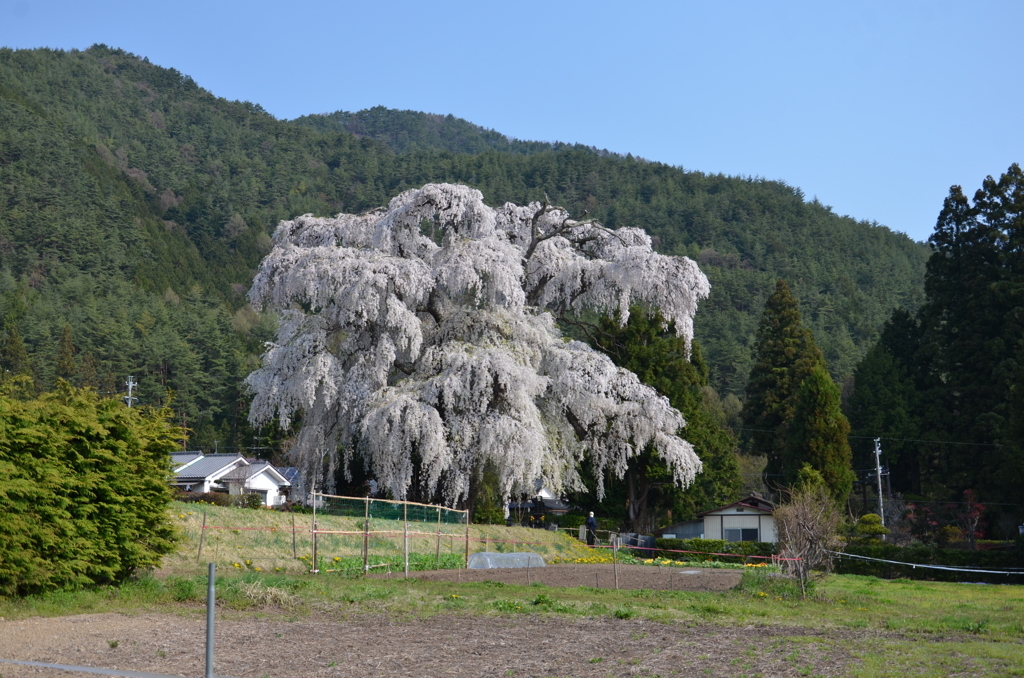 安曇野の桜