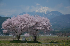 安曇野の桜