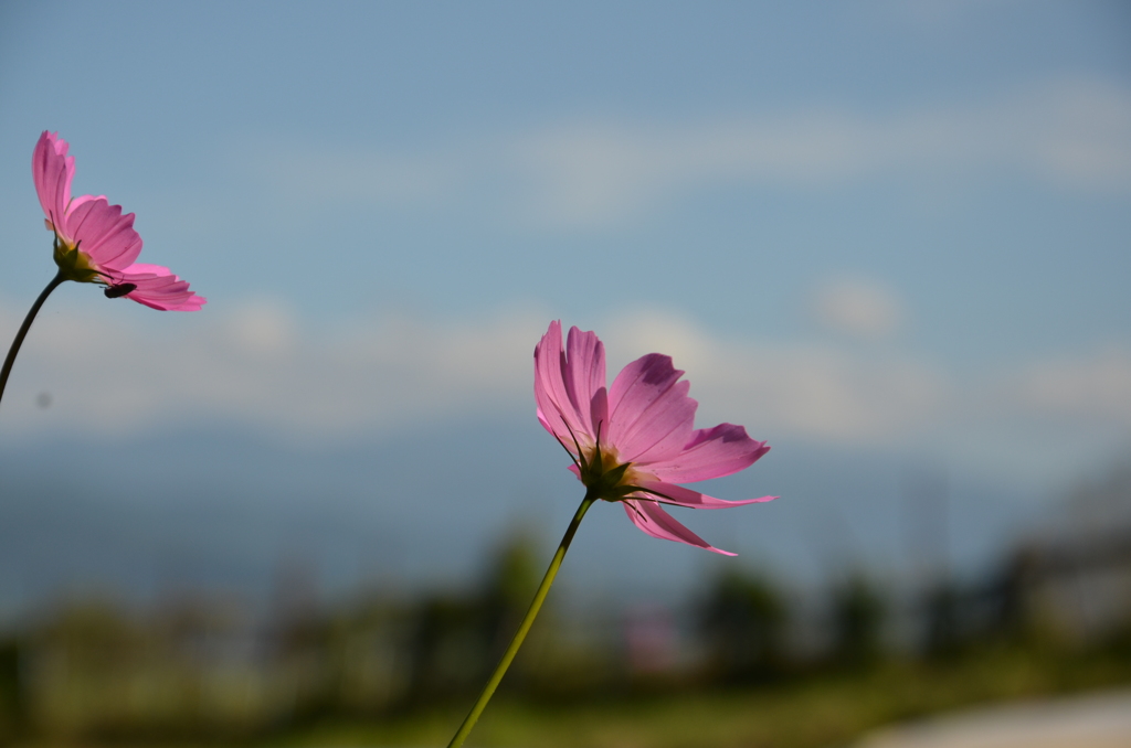 秋桜