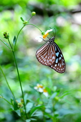 butterfly