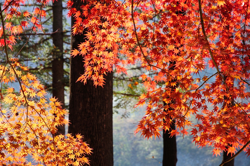 韓国紅葉
