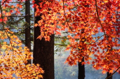 韓国紅葉