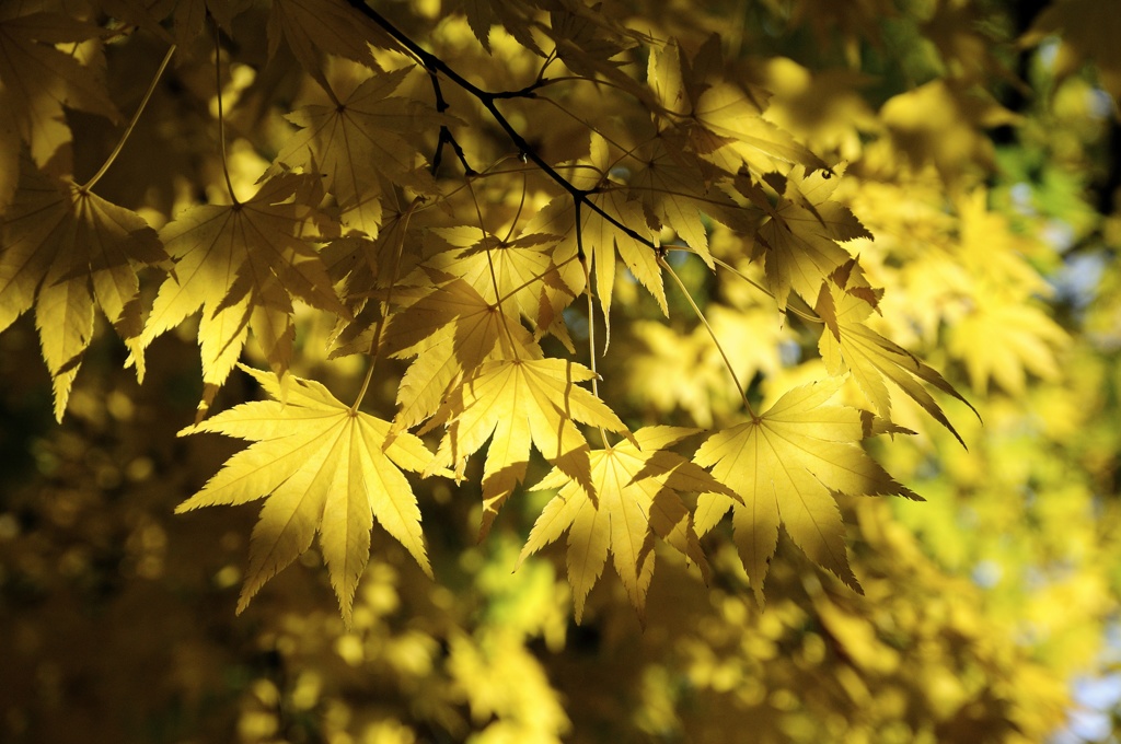 Korea Autumn