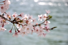 大阪の桜
