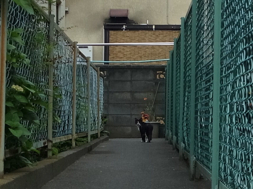 ねこ
