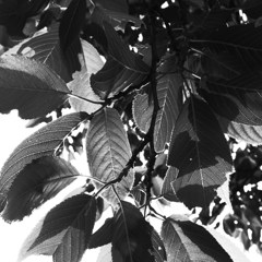 R0021239