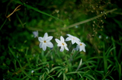 IMGP5292
