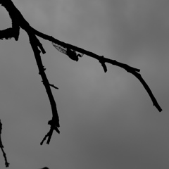 DSCF0208