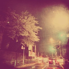 雨×夜×桜