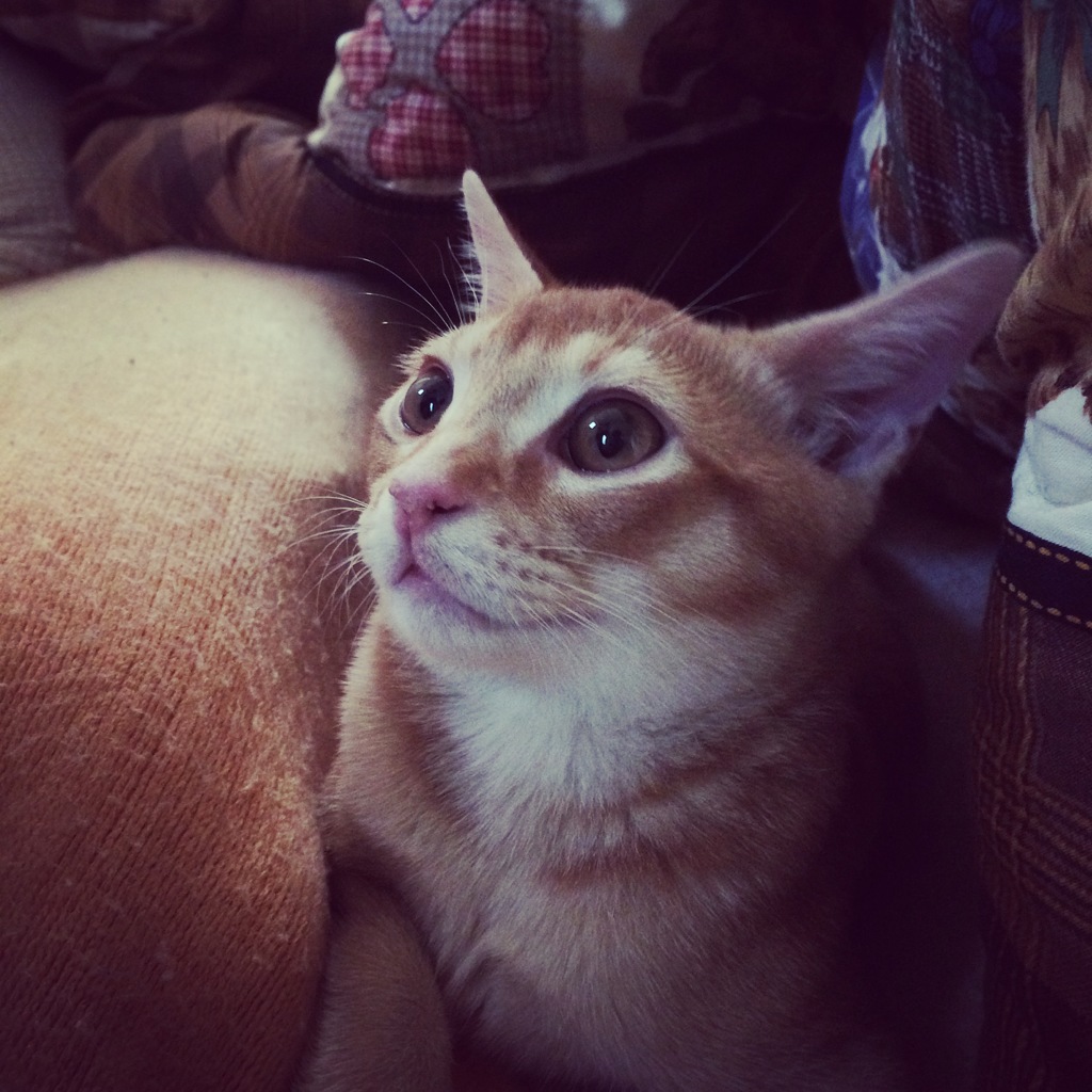 むぎ