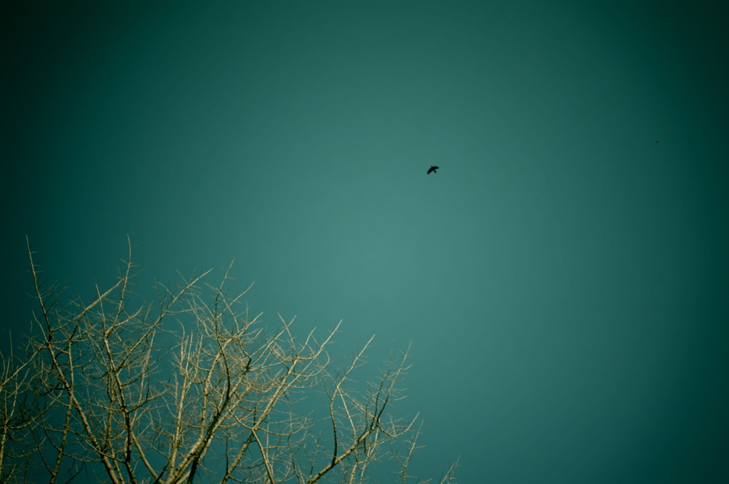 IMGP5107