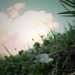 小さく強きもの