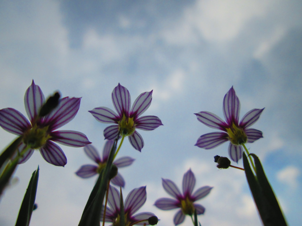 透明な花