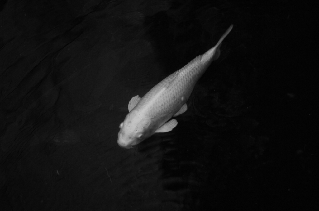 IMGP6093