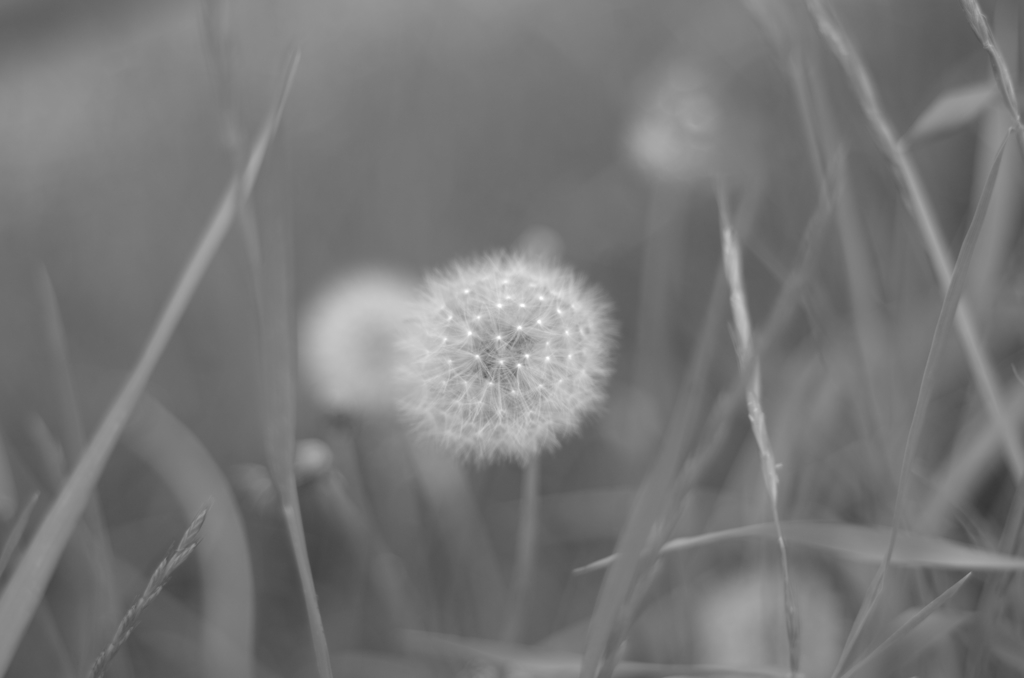 IMGP8654