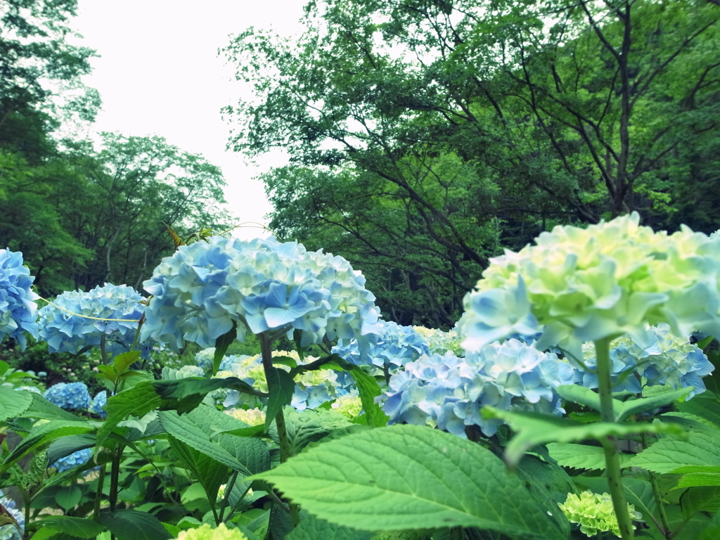 紫陽花2