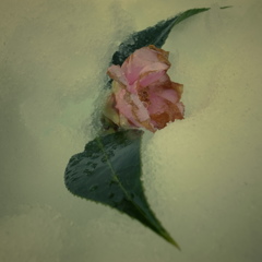 Flower Swallow by GRD　Ⅳ