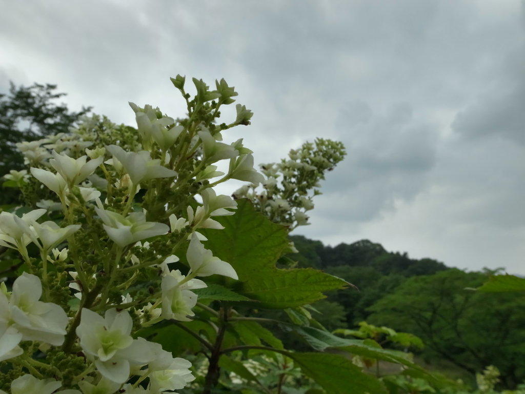 紫陽花6