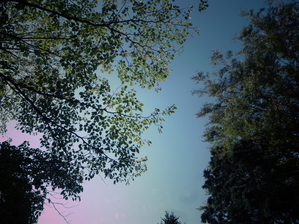 緑と空