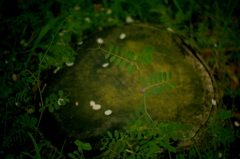 IMGP5317