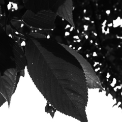 R0021238