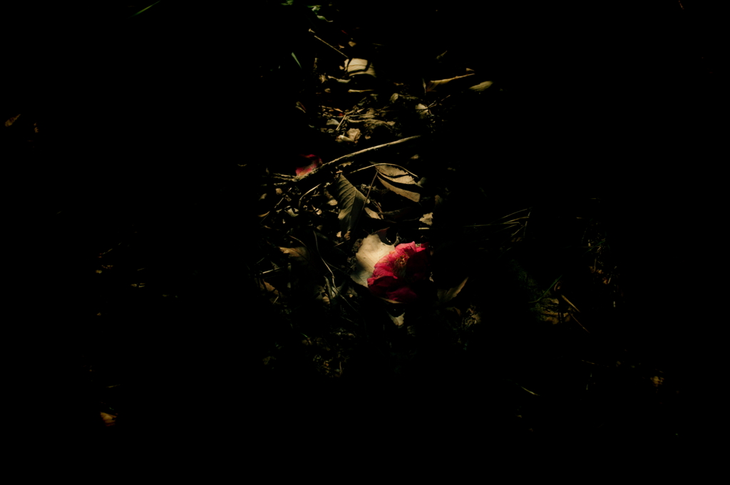 IMGP5133
