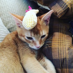 むぎ