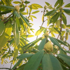 緑