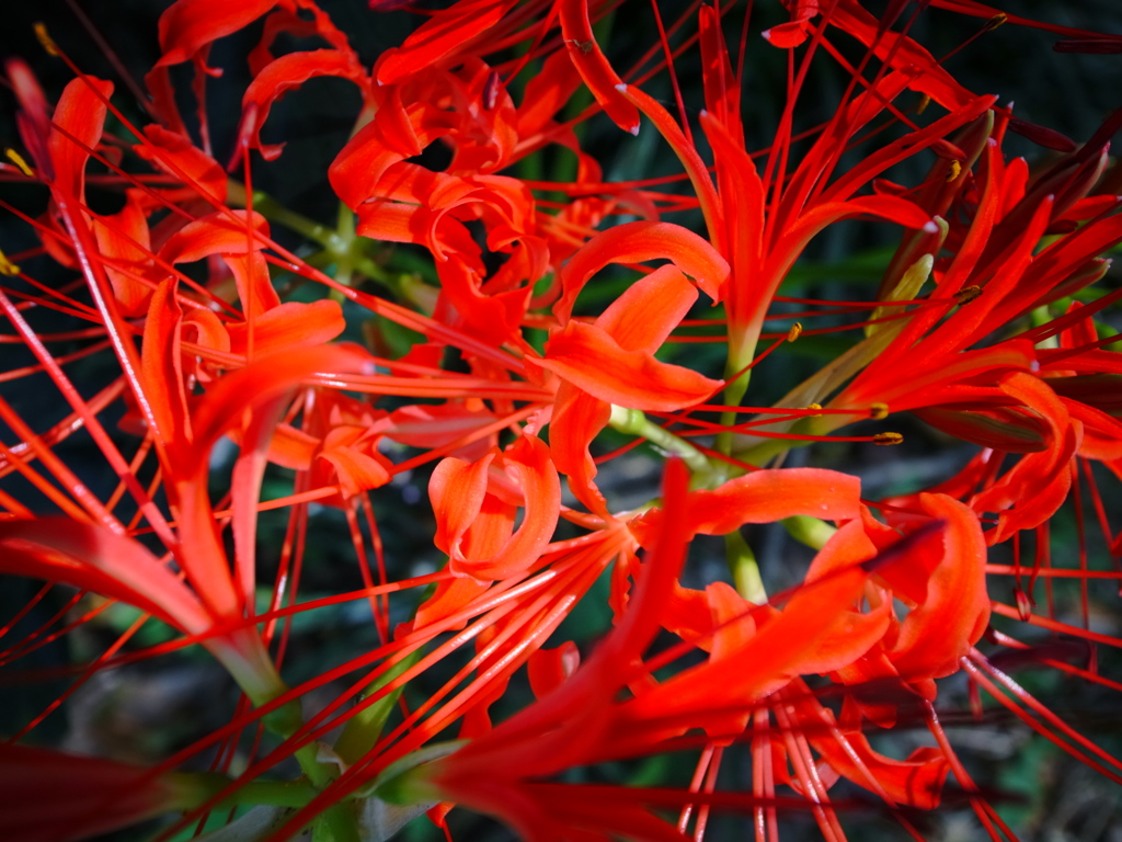 彼岸花