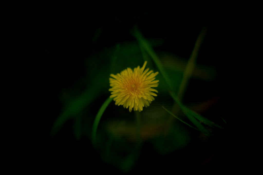 IMGP5552