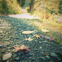 朝の遊歩道