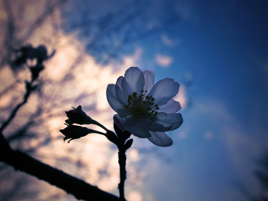 夕に咲く