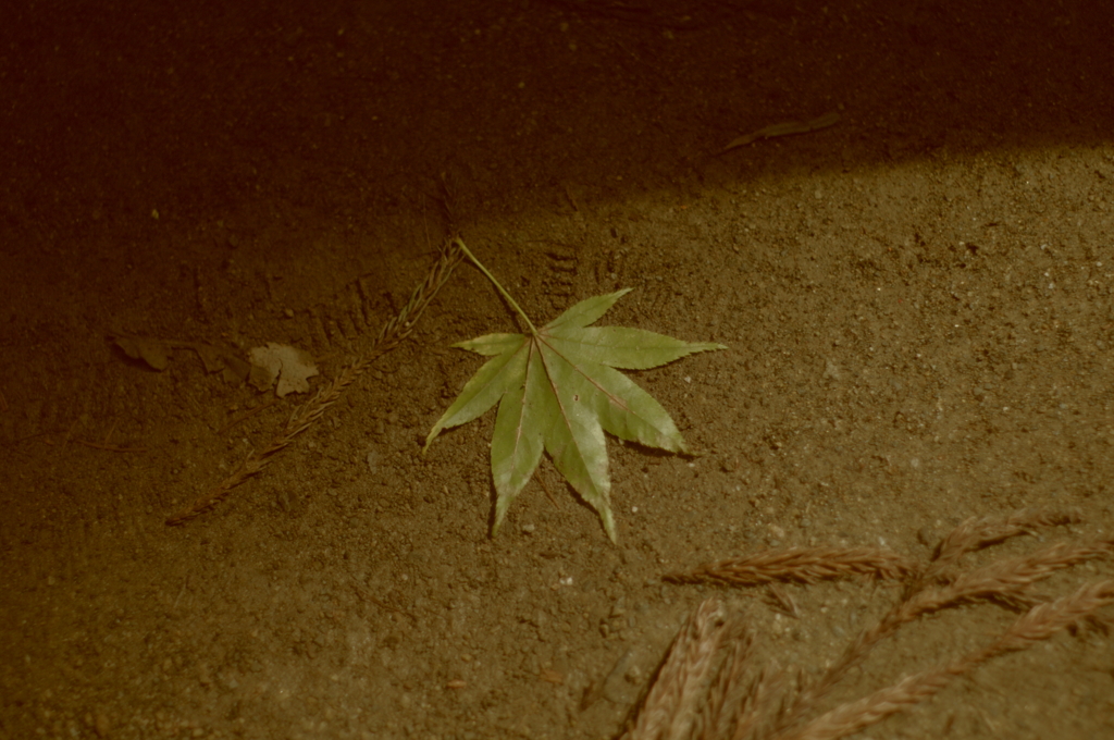 IMGP5792