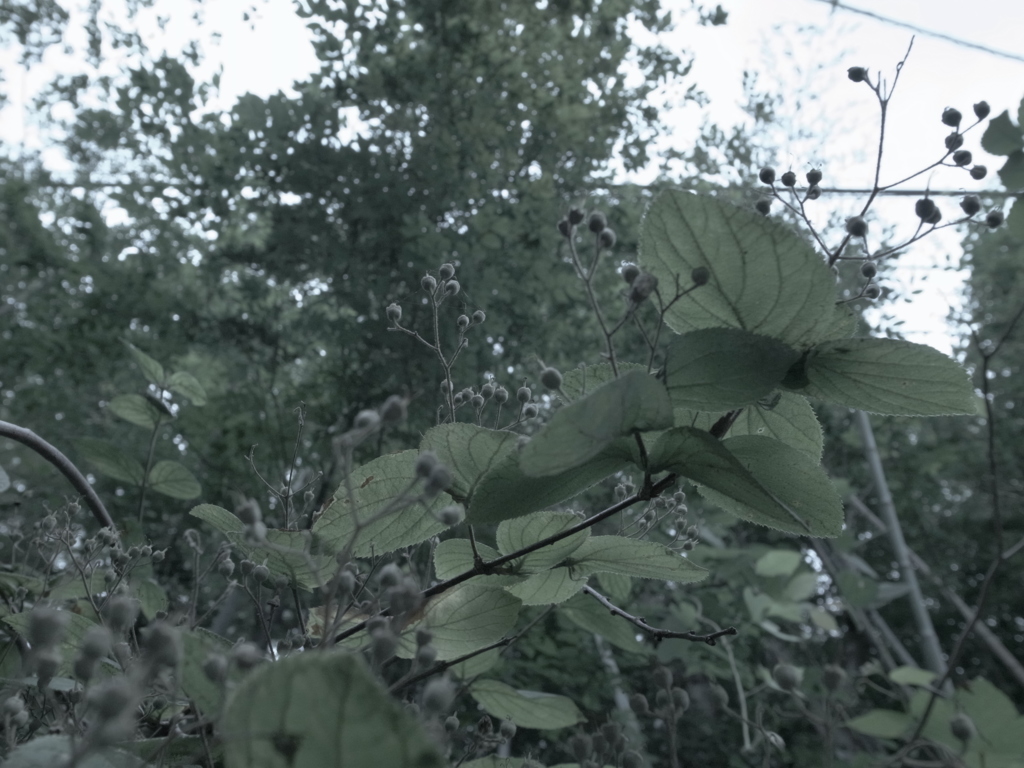 ７月３日の散歩16