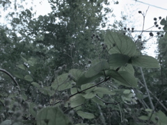 ７月３日の散歩16