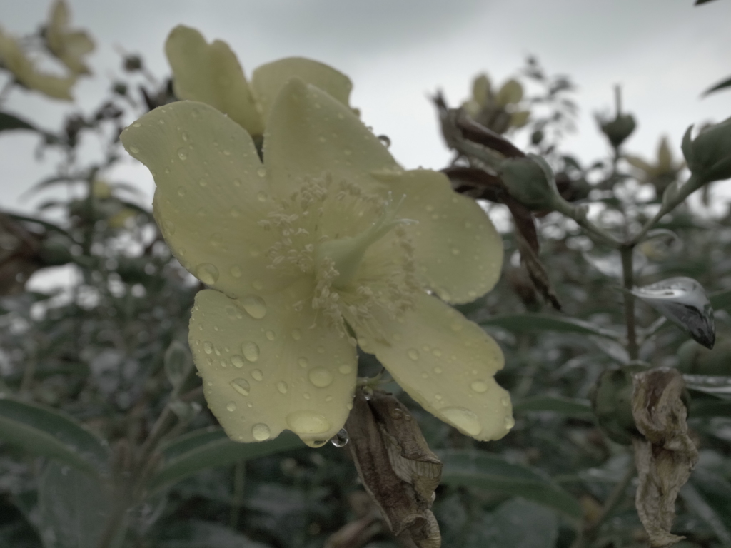 濡れた花